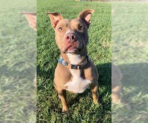 Staffordshire Bull Terrier Dogs for adoption in Rosenberg, TX, USA