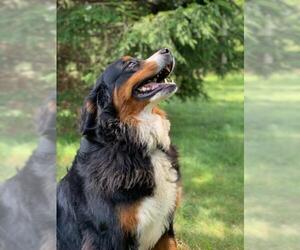 Bernese Mountain Dog Dogs for adoption in Oak Bluffs, MA, USA