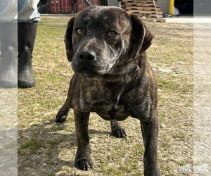 Basset Hound-Unknown Mix Dogs for adoption in Washington, DC, USA