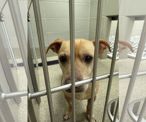 Mutt Dogs for adoption in Virginia Beach, VA, USA