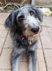 Aussiedoodle Dogs for adoption in North Richland Hills, TX, USA