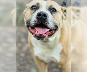 American Pit Bull Terrier Dogs for adoption in Salinas, CA, USA