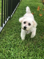 Bichon Frise Dogs for adoption in Fort Lauderdale, FL, USA