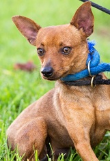 Chipin Dogs for adoption in El Cajon, CA, USA