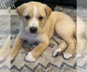 Australian Shepherd-Unknown Mix Dogs for adoption in Valrico, FL, USA