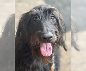 Labrador Retriever-Unknown Mix Dogs for adoption in Omaha, NE, USA