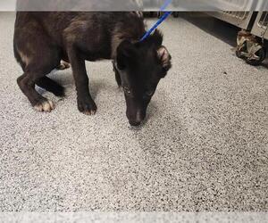 German Shepherd Dog-Unknown Mix Dogs for adoption in Houston, TX, USA