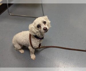 Poodle (Miniature) Dogs for adoption in Denver, CO, USA