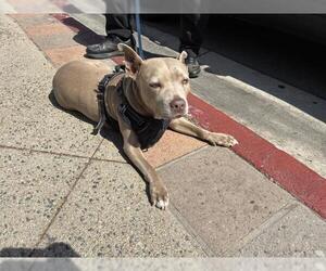 American Pit Bull Terrier Dogs for adoption in Rancho Cucamonga, CA, USA