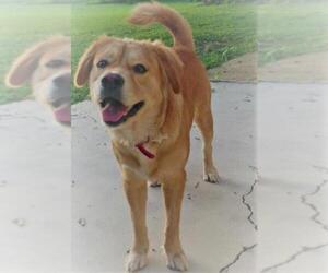 Small Chow Chow-German Shepherd Dog Mix