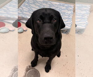 Labrador Retriever-Unknown Mix Dogs for adoption in Webster, WI, USA