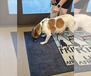 German Shepherd Dog-Unknown Mix Dogs for adoption in Upland, CA, USA