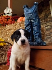 Medium Photo #1 Lab-Pointer Puppy For Sale in Monroe, GA, USA