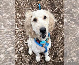 Goldendoodle (Miniature) Dogs for adoption in Waterford, VA, USA