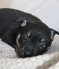 Medium Photo #1 Australian Kelpie-Unknown Mix Puppy For Sale in Von Ormy, TX, USA