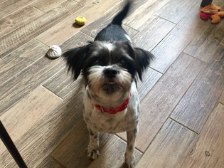 Shih Tzu-Unknown Mix Dogs for adoption in Houston, TX, USA