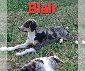 Australian Shepherd-Unknown Mix Dogs for adoption in Aurora, IN, USA