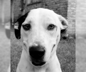 Medium Photo #6 Dalmatian-Labrador Retriever Mix Puppy For Sale in Houston, TX, USA