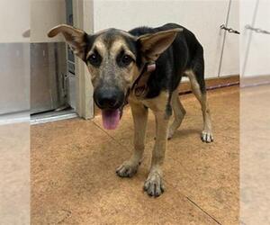 German Shepherd Dog Dogs for adoption in Sacramento, CA, USA