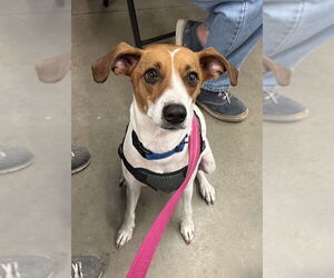 Feist Terrier-Jack Russell Terrier Mix Dogs for adoption in Fairfax, VA, USA