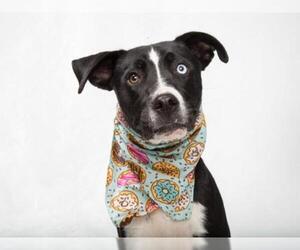 Border Collie-Unknown Mix Dogs for adoption in Franklin, TN, USA