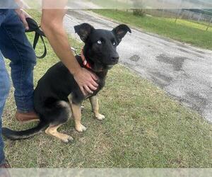 German Shepherd Dog Dogs for adoption in Houston, TX, USA