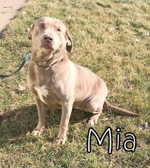 Labrador Retriever Dogs for adoption in Tremont, IL, USA