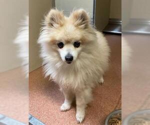 Pomeranian Dogs for adoption in Ogden, UT, USA