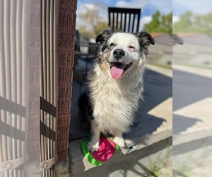 Australian Shepherd Dogs for adoption in Bountiful, UT, USA