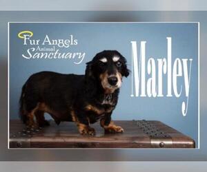 Dachshund Dogs for adoption in aurora, IL, USA