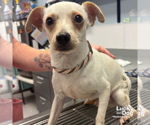 Chihuahua-Unknown Mix Dogs for adoption in Washington, DC, USA