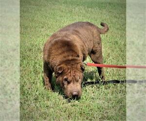 Chinese Shar-Pei Dogs for adoption in Centerton, AR, USA