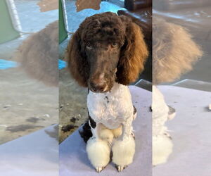 Poodle (Standard) Dogs for adoption in Alexander, AR, USA