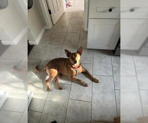 Mutt Dogs for adoption in San Antonio, TX, USA