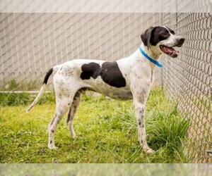Pointer-Unknown Mix Dogs for adoption in Washougal, WA, USA