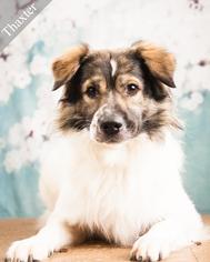 Australian Shepherd Dogs for adoption in Ottawa, KS, USA