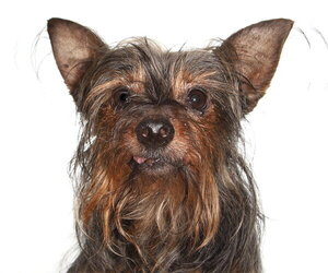 Mutt Dogs for adoption in Oakland Park, FL, USA