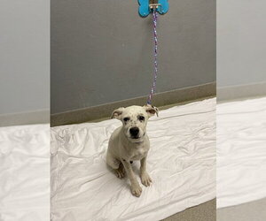 Mutt Dogs for adoption in Las Vegas, NV, USA