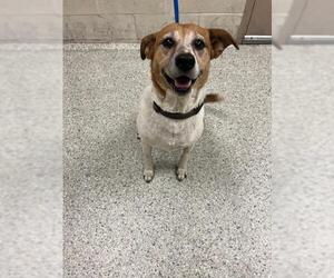 Mutt Dogs for adoption in Conroe, TX, USA