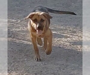 German Shepherd Dog-Unknown Mix Dogs for adoption in Surprise , AZ, USA