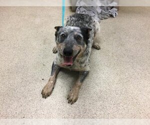 Mutt Dogs for adoption in Riverside, CA, USA
