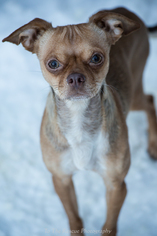 Medium Photo #1 Jug Puppy For Sale in Anchorage, AK, USA