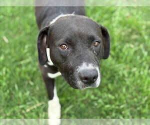 American Pit Bull Terrier-Unknown Mix Dogs for adoption in Tulsa, OK, USA