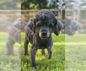 Shih-Poo Dogs for adoption in Pacolet, SC, USA