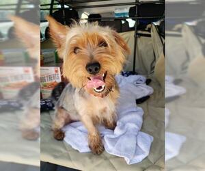Silky Terrier-Unknown Mix Dogs for adoption in Seminole, FL, USA