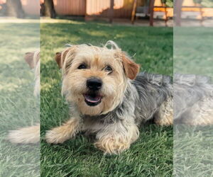 Norfolk Terrier-Unknown Mix Dogs for adoption in Newport Beach, CA, USA