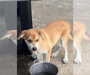 Labrador Retriever Dogs for adoption in San Antonio, TX, USA