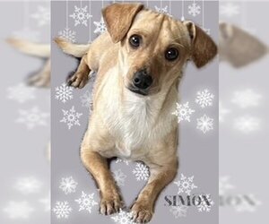 Chiweenie Dogs for adoption in Princeton, British Columbia, Canada
