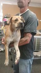 Boxador Dogs for adoption in Waycross, GA, USA