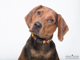 Redbone Coonhound Dogs for adoption in Franklin, TN, USA
